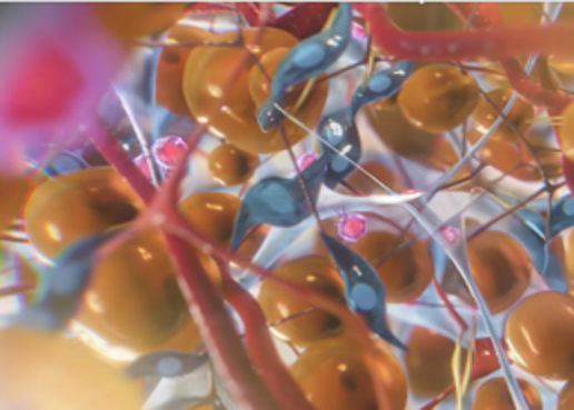 Scaffold cellular structure visualization