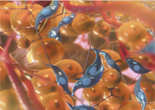 Scaffold tissue regeneration visualization